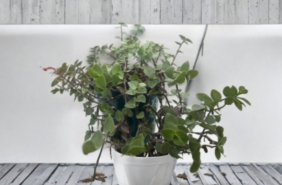 7 Turtle Vine Cuttings Callisia Repens Creeping Inch Plant Unrooted Live Houseplant Cuttings
