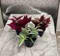 Tradescantia Plant Pack of 3 Zebrina Albiflora Burgundy Varieties Live Houseplants in 2 Inch Pots