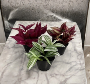 Tradescantia Plant Pack of 3 Zebrina Albiflora Burgundy Varieties Live Houseplants in 2 Inch Pots