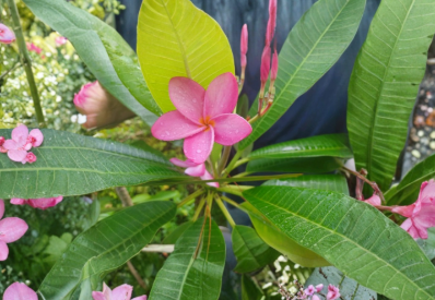 Plumeria Cutting Single Tip 8 to 10 Inch Unrooted Frangipani Cutting for Propagation Warm Climate