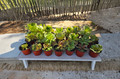 Aeonium Succulent Cluster Bouquet Live Plant 4 Inch Tall Large Head in 4 Inch Planter for Containers