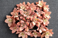 2 Graptosedum Alpenglow Live Succulent Plants Rooted 2 Inch Pots Colorful Rosette Drought Tolerant