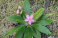 Plumeria Single Tip Cutting 8–10 Inch Unrooted Frangipani Plant for Propagation