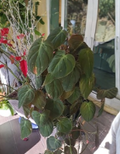 Philodendron Hederaceum Micans 2 Node Starter Cutting Fresh Unrooted Vine Plant
