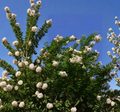 White Natchez Crape Myrtle Unrooted Cuttings Set of 10 Lagerstroemia Shrub for Propagation