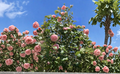 Camellia Japonica Pink and White Fresh Cuttings 3 Pieces Each Unrooted Ornamental Flowering Shrub for Propagation