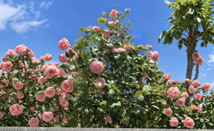 Camellia Japonica Pink and White Fresh Cuttings 3 Pieces Each Unrooted Ornamental Flowering Shrub for Propagation