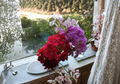 Ivy Geranium Cuttings Pelargonium Peltatum 12 Mixed Color Unrooted Cuttings for Rooting Hanging Plants