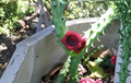 Starfish Cactus Huernia Schneideriana 10 Rooted Plants Live Stapelia Type Succulent for Containers