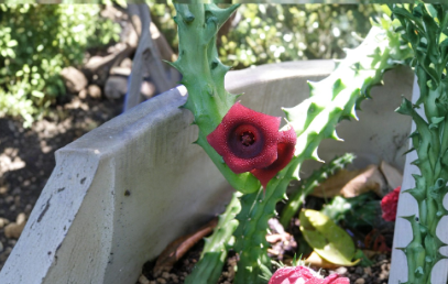 Starfish Cactus Huernia Schneideriana 10 Rooted Plants Live Stapelia Type Succulent for Containers