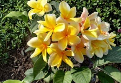Yellow Plumeria Aztec Gold Fresh Cutting 8–12 Inch Unrooted Frangipani Tropical Flowering Plant Starter