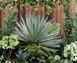 Agave Angustifolia Variegata Baby Plants 5 Pieces Caribbean Agave Live Succulent Offsets for Containers