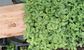 4 Sedum Neon Live Plants Young Succulent Hardy Perennial Groundcover for Garden Pots Rock Gardens