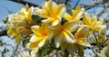 Hawaiian Yellow Plumeria Cutting 8 Inch Unrooted Frangipani Flowering Tree Cutting for Planting