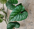 Philodendron Plowmanii Unrooted Cutting Growers Choice Tropical Aroid Houseplant for Propagation
