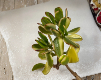 Lemon Lime Jade Cutting Variegated Crassula Ovata 4 Inch Unrooted Succulent Starter for Indoor Planting