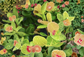 Cocoplum Cuttings Chrysobalanus Icaco 6 Pack 12 Inch Unrooted Branches Ornamental Hedge Shrub Starter