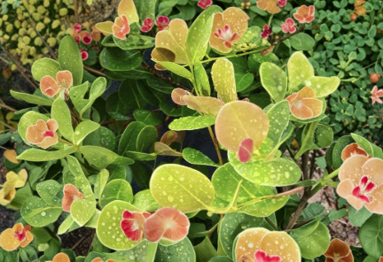 Cocoplum Cuttings Chrysobalanus Icaco 6 Pack 12 Inch Unrooted Branches Ornamental Hedge Shrub Starter