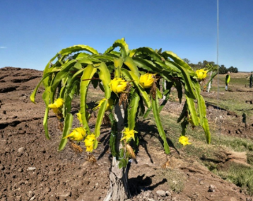Yellow Dragon Fruit Potted Cutting 8 to 12 Inch Live Pitaya Plant from Florida Farm