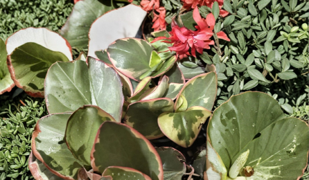 Peperomia Clusiifolia Tricolor Live Plant 3–5 Inch Rooted Variegated Red Green Houseplant Starter