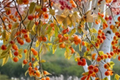 Ichi Ki Asian Persimmon Cuttings 6 Pack Diospyros Kaki Unrooted Scionwood for Grafting or Propagation