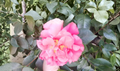 Light Red Camellia Flowering Shrub Cuttings Eight Stems Unrooted Starter Plant for Garden Growing
