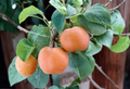 Chojuro Asian Pear Scionwood 5 Fresh Green Scions Cut to Order for Tree Grafting Propagation