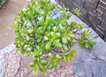 Crassula Ovata Jade Plant Cuttings Lot of 15 Unrooted Succulent Cuttings from Mature Plants