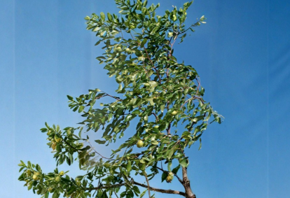 2 Sherwood Jujube Tree Scion Wood 8 Inch Unrooted Grafting Cutting Budwood for Propagation