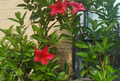 Red Mandevilla Cuttings Unrooted 6–7 Inch Stems Ornamental Tropical Climbing Vine for Garden or Container