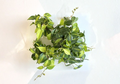 Philodendron Brasil Cuttings 2 to 3 Pieces With 3 Leaves Total Unrooted Indoor Houseplant