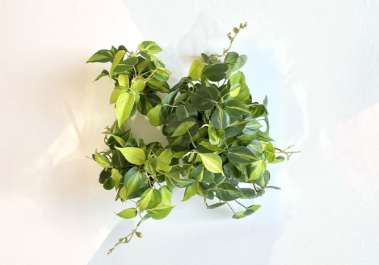 Philodendron Brasil Cuttings 2 to 3 Pieces With 3 Leaves Total Unrooted Indoor Houseplant
