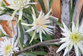 Epiphyllum Orchid Cactus Ophelia White Flower Cutting 8 to 10 Inch Unrooted Night Blooming Cactus