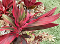 Hawaiian Ti Plant Cuttings Hybrid Green Pink Red 25 Pack 6 Inch Unrooted Cordyline Fruticosa Starter Logs