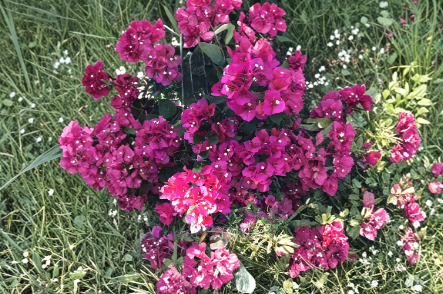 Bougainvillea Fuchsia Cuttings 8 Pieces Unrooted Flowering Vine Cuttings for Garden or Containers