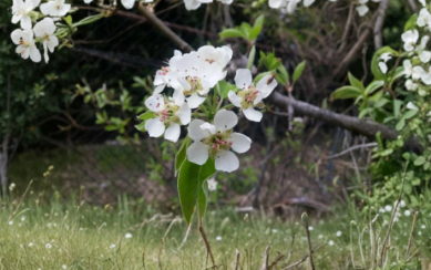 Bartlett Pear Tree Unrooted Cuttings Set of 12 for Rooting or Grafting