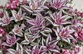 Tradescantia Zebrina Unrooted Cuttings Set of 5 Wandering Jew Indoor Trailing Houseplant