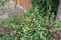 Elephant Bush Dwarf Jade Portulacaria Afra Succulent Plant Cuttings Set of 11 Green Red Stem