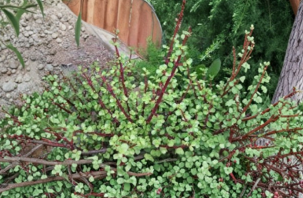 Elephant Bush Dwarf Jade Portulacaria Afra Succulent Plant Cuttings Set of 11 Green Red Stem