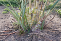 Yellow Sugarcane Cuttings Saccharum Officinarum 10 Pack 12 Inch Stems 2–3 Nodes Unrooted for Planting