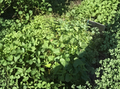 15 Okinawa Purple Sweet Potato Slips Live Cuttings Purple Flesh Sweet Potato Plants for Growing
