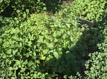 15 Okinawa Purple Sweet Potato Slips Live Cuttings Purple Flesh Sweet Potato Plants for Growing