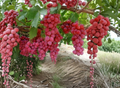 Mixed Grape Vine Unrooted Cuttings Pink and Blue Varieties Collection for Propagation