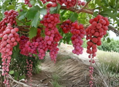 Mixed Grape Vine Unrooted Cuttings Pink and Blue Varieties Collection for Propagation