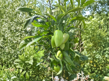 Kendalls Gold Pepino Melon Cuttings 6 Pack Solanum Muricatum Unrooted Fruit Vine Starter for Propagation