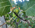Fig Tree Unrooted Cuttings Set of 3 Ficus Carica for Propagation and Rooting