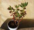 Sedum Pachyphyllum Jelly Bean Succulent Cuttings Set of 5 Fresh 4 Inch Unrooted Plants