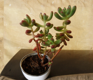 Sedum Pachyphyllum Jelly Bean Succulent Cuttings Set of 5 Fresh 4 Inch Unrooted Plants