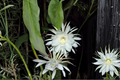 Epiphyllum Oxypetalum Queen of the Night Orchid Cactus Live Plants 3 Pack Tropical Epiphytic Houseplant