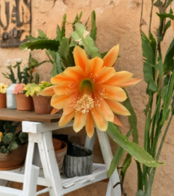 Epiphyllum King Midas Orchid Cactus Cutting Golden Orange Flower Variety for Propagation
